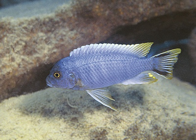 Maylandia sp. 'aurora bevous' Mkanila Bay